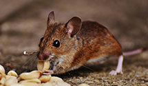24 Hour & Emergency Exterminators in University Of Northern Iowa, IA